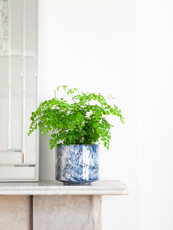 Maidenhair Fern